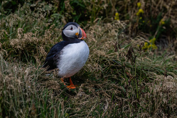 Atlantic Puffin Standing in Grassy Meadow Habitat