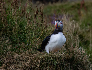 Atlantic Puffin Standing in Grassy Meadow Habitat