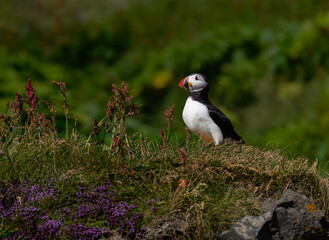 Atlantic Puffin Standing in Grassy Meadow Habitat
