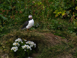 Atlantic Puffin Standing in Grassy Meadow Habitat