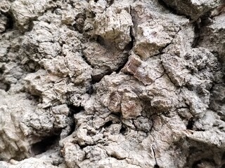 tree bark texture