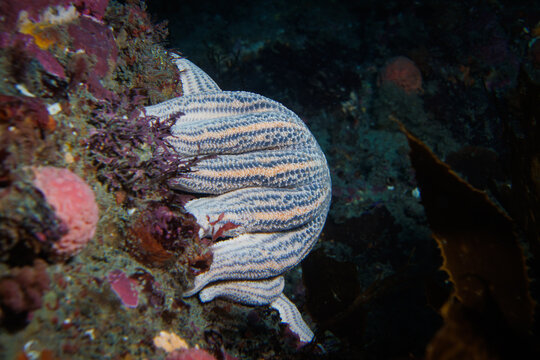 A purple and pink Reef Sea Star (Stichaster australis) at Breaker Bay, Wellington, New Zealand