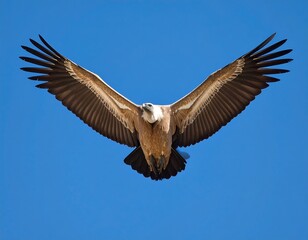 Obraz premium Vulture in flight against a clear sky