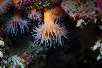 Apricot Anemone (Habrosanthus bathamae) shot while scuba diving at Taputeranga (Island Bay) Marine Reserve, Wellington, New Zealand © Camilla