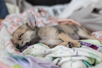 Chihuahua Puppy Sleeping Peacefully
