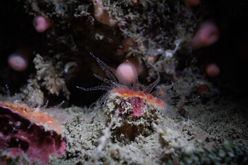 Monomyces rubrum coral shot while scuba diving at Taputeranga (Island Bay) Marine Reserve, Wellington, New Zealand