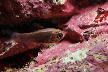 Slender Roughy (Optivus elongatus) - shot while scuba diving at Taputeranga (Island Bay) Marine Reserve, Wellington, New Zealand