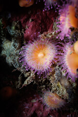 A beautiful purple and peach color Jewel Anemone (Corynactis australis)   at Breaker Bay, Wellington, New Zealand © Camilla