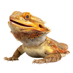 Obraz premium Close-up of a vibrant bearded dragon