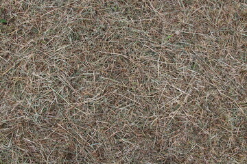 Dry grass hay texture on rural ground © Csaba