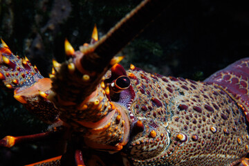 New Zealand Crayfish or Red Rock Lobster (Jasus edwardsii) - shot while scuba diving at Taputeranga (Island Bay) Marine Reserve, Wellington, New Zealand
