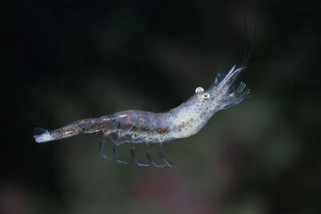 Genus Philocheras shrimp straight after molt - shot while scuba diving at Taputeranga (Island Bay) Marine Reserve, Wellington, New Zealand