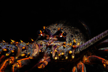 New Zealand Crayfish or Red Rock Lobster (Jasus edwardsii) - shot while scuba diving at Taputeranga (Island Bay) Marine Reserve, Wellington, New Zealand