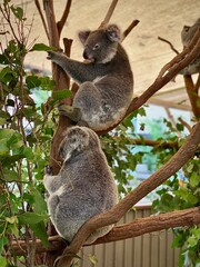 Koalas Climbing and Resting on Tree Trunks – Australian Wildlife 