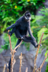 The François' langur (Trachypithecus francoisi) is a medium-sized primate with black, silky hair. 
It has very distinct white sideburns that grow down from its ears to the corners of its cheeks.