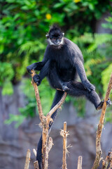 The François' langur (Trachypithecus francoisi) is a medium-sized primate with black, silky hair. 
It has very distinct white sideburns that grow down from its ears to the corners of its cheeks.