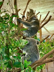 Fototapeta premium Koalas Climbing and Resting on Tree Trunks – Australian Wildlife 