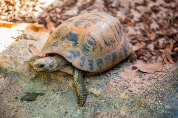 The elongated tortoise (Indotestudo elongata) is a species of tortoise found in Southeast Asia and parts of the Indian Subcontinent, particularly Northeast India.