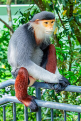 The red-shanked douc (Pygathrix nemaeus) from Rainforest Wild Asia Singapore. It is a species of Old World monkey, among the most colourful of all primates, an arboreal and diurnal monkey. 