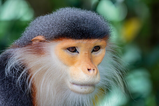 The red-shanked douc (Pygathrix nemaeus), is a species of Old World monkey, among the most colourful of all primates, an arboreal and diurnal monkey that eats and sleeps in the trees of the forest.