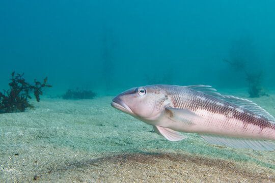 Rāwaru or New Zealand Blue Cod (Parapercis colias) shot while scuba diving at Taputeranga (Island Bay) Marine Reserve, Wellington, New Zealand
