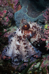 New Zealand Octopus (Macroctopus maorum or Pinnoctopus cordiformis) shot while scuba diving at Taputeranga (Island Bay) Marine Reserve, Wellington, New Zealand