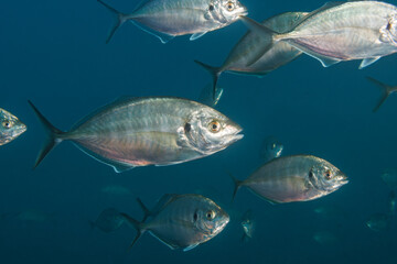 Silver Trevally (Pseudocaranx georgianus) - shot while scuba diving at Taputeranga (Island Bay) Marine Reserve, Wellington, New Zealand