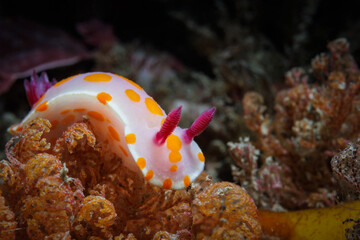 Closeup of a Clown Doris (Ceratosoma amoenum) with magenta rhinophores and orange spots at Breaker...
