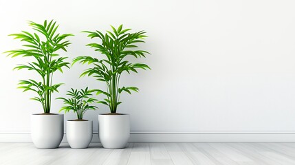 Fototapeta premium Three Potted Palm Plants in White Pots Against a White Wall