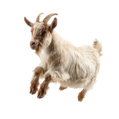 Cream-colored goat leaping