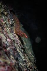 Cute pink Urchin Clingfish (Dellichthys morelandi) at Breaker Bay, Wellington, New Zealand