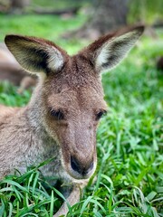 Resting Kangaroo on Green Grass – Australian Wildlife in Natural Setting