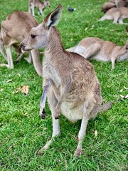 Kangaroo Standing in Grassy Field – Australian Wildlife 