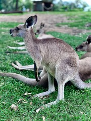 Kangaroo Standing in Grassy Field – Australian Wildlife 