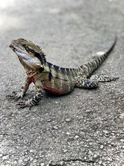 Eastern Water Dragon Standing Alert on Paved Surface – Australian Wildlife