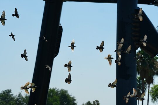 pigeons on the roof