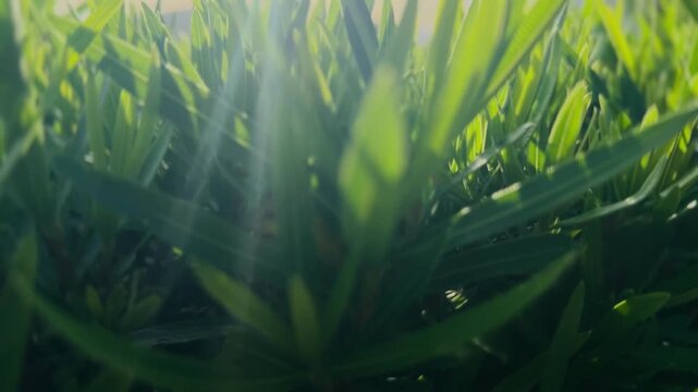 green leaves in water