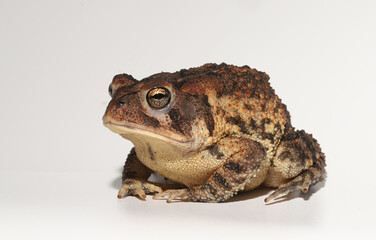 Southern Toad (Anaxyrus terrestris / Bufo terrestris) from South Carolina, sitting in a hunched...