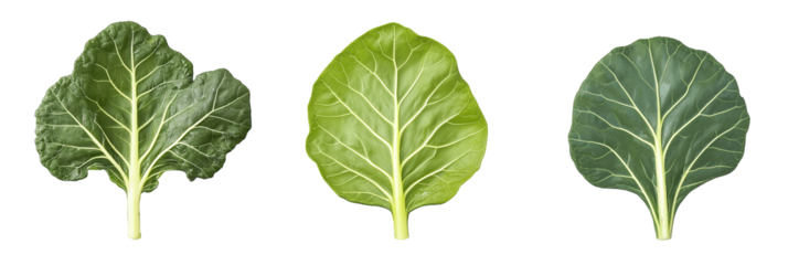 sage leaves isolated on white