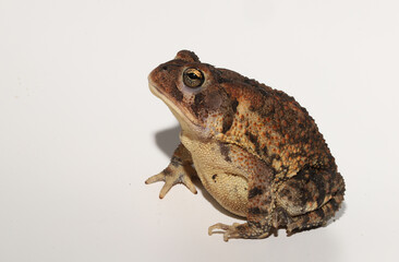 Southern Toad (Anaxyrus terrestris / Bufo terrestris) on a white background, looking up.