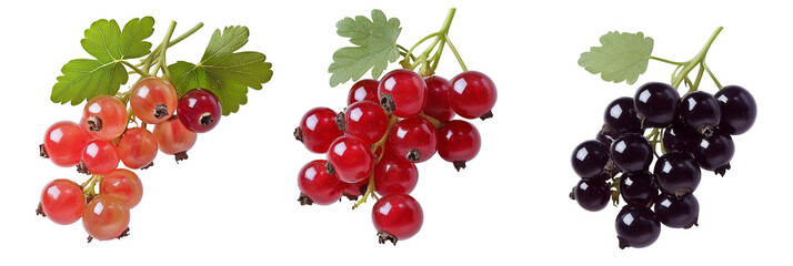 Three Different Currant Bunches Isolated on White