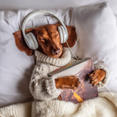 the dog is sleeping A cute dachshund wear Generative ai