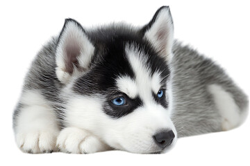 Obraz premium Adorable Siberian Husky puppy lying down
