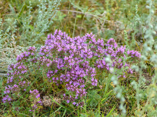 A cluster of vibrant purple thyme flowers blooming in a field setting.