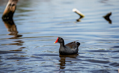 Common Moorhen Swimming in Calm Reflective Lake Water on a Sunny Day