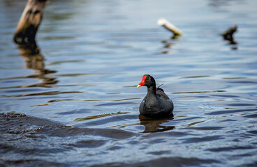Common Moorhen Swimming in Calm Reflective Lake Water on a Sunny Day