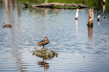 White-cheeked Pintail (Anas bahamensis) duck swimming in reflective water
