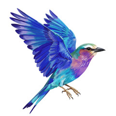 Vibrant Lilac Breasted Roller bird in flight with colorful blue purple plumage isolated