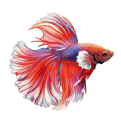 Fototapeta premium Vibrant Red and Blue Betta Fish Isolated on White Background with Flowing Fins