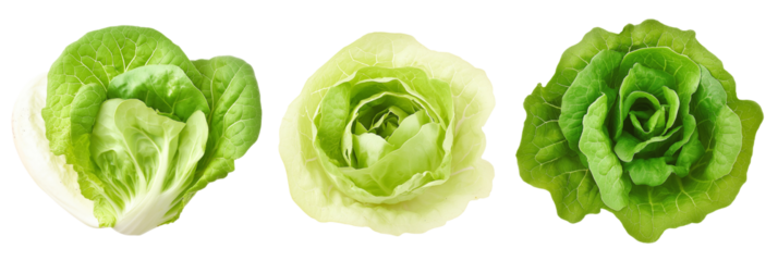 High quality photograph of three different iceberg lettuce varieties